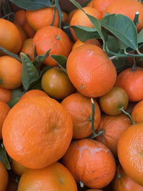 Tango Mandarins, 1 lb