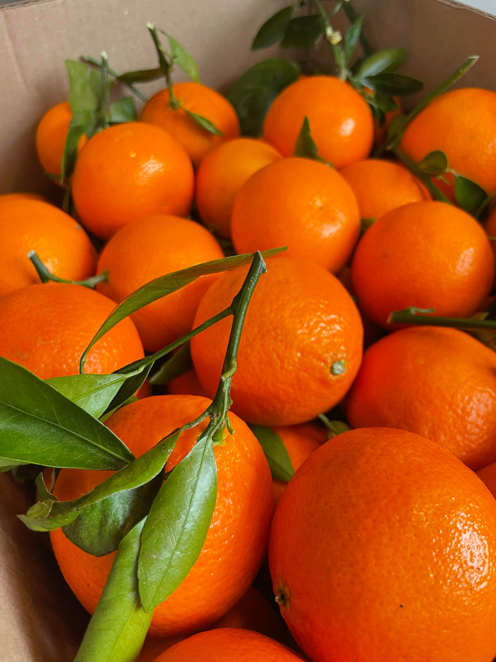 Satsuma Mandarins