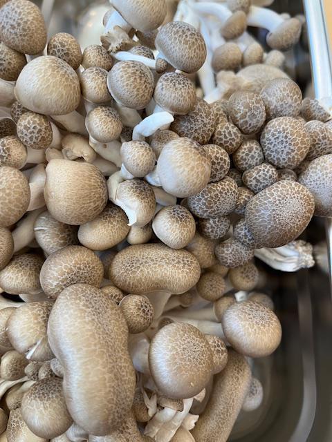 Beech Mushrooms 0.25lb