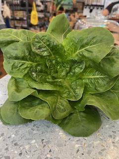 Spinach Lettuce , Organic