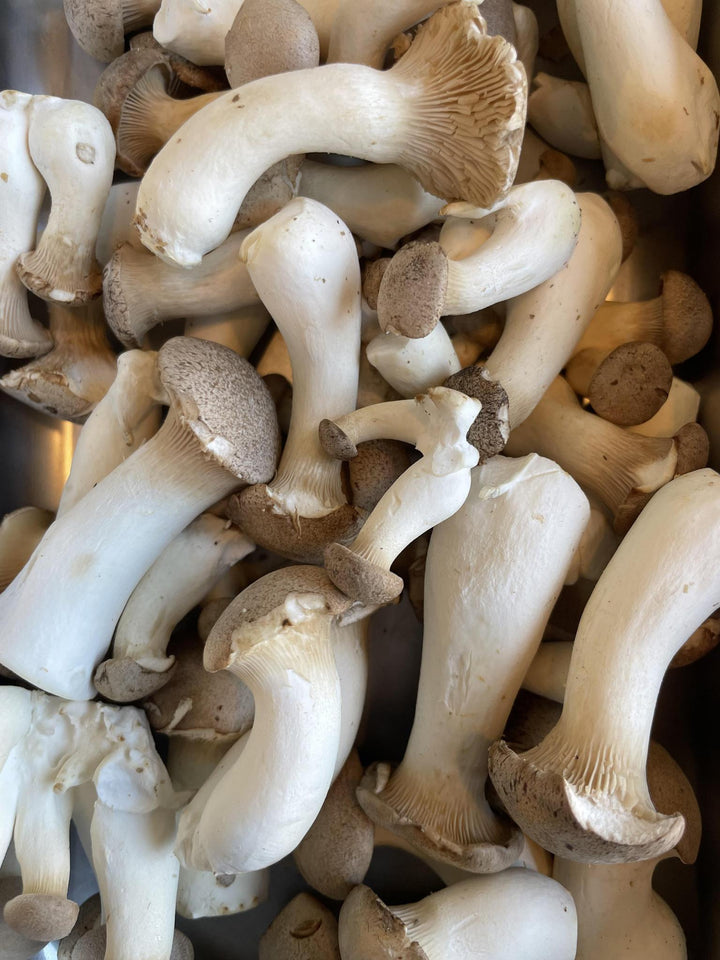 King Trumpet Mushrooms, Small 0.25lb