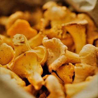 Chanterelle Mushrooms 0.25lb