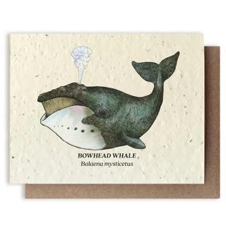 Bowhead Whale Plantable Wildflower Seed Card